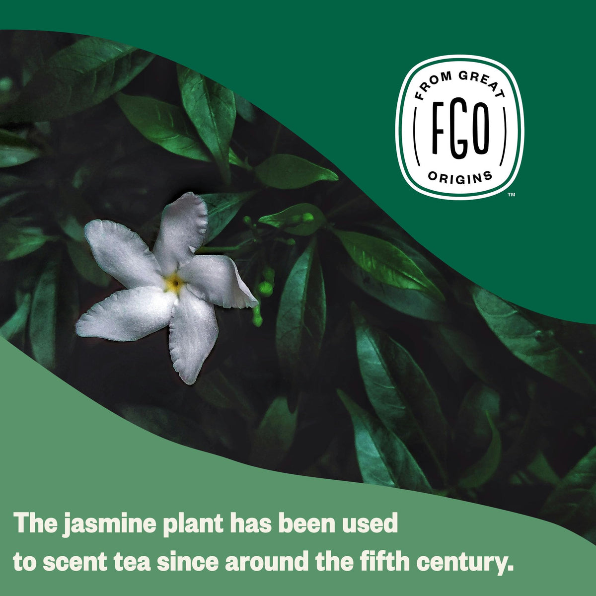 Organic Jasmine Green Tea (100 Count)