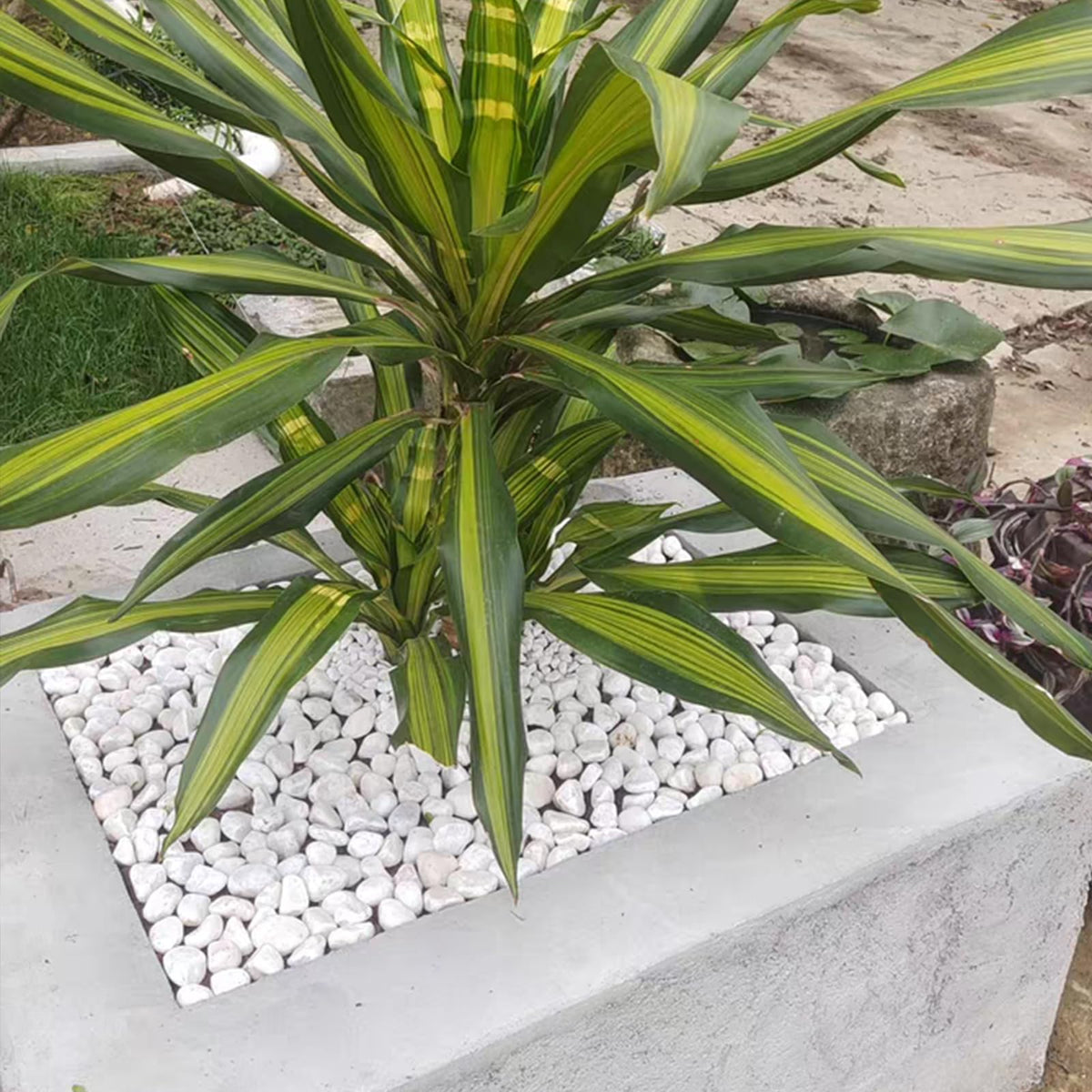 20 lbs White Stones for Landscaping