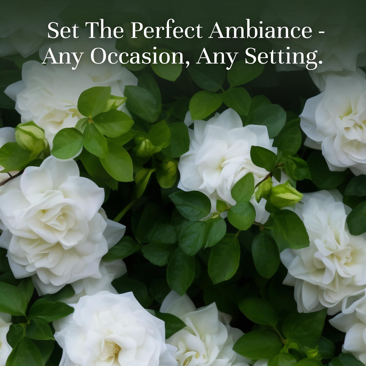 P&J Fragrance Oil Gardenia 30ml