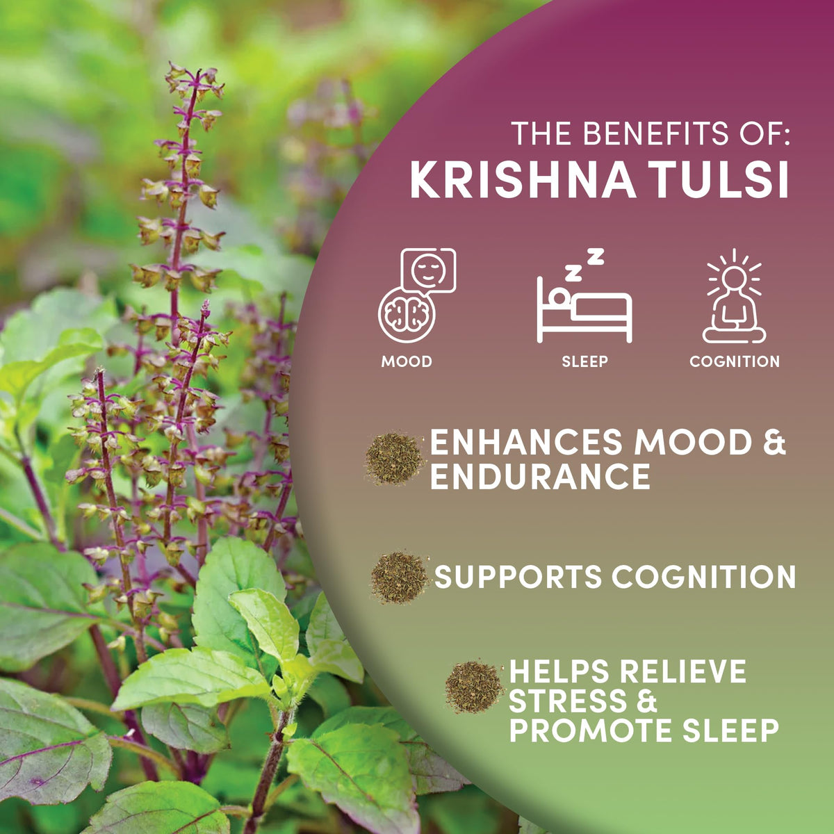 Organic Holy Basil Tea (8 Ounce)