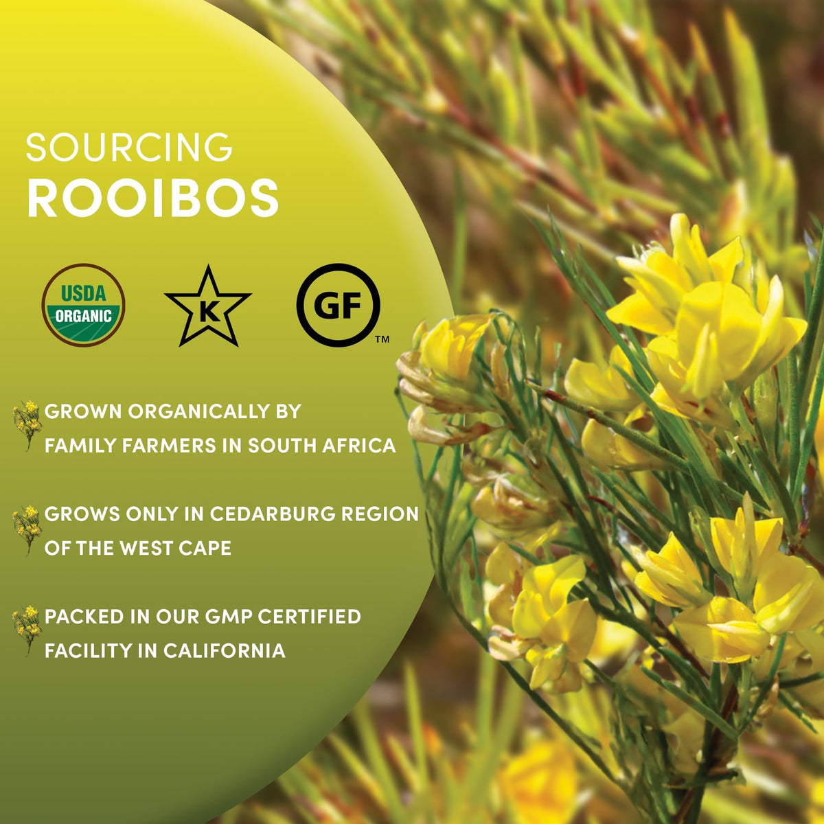 Organic Red Rooibos Tea (16 Ounce)