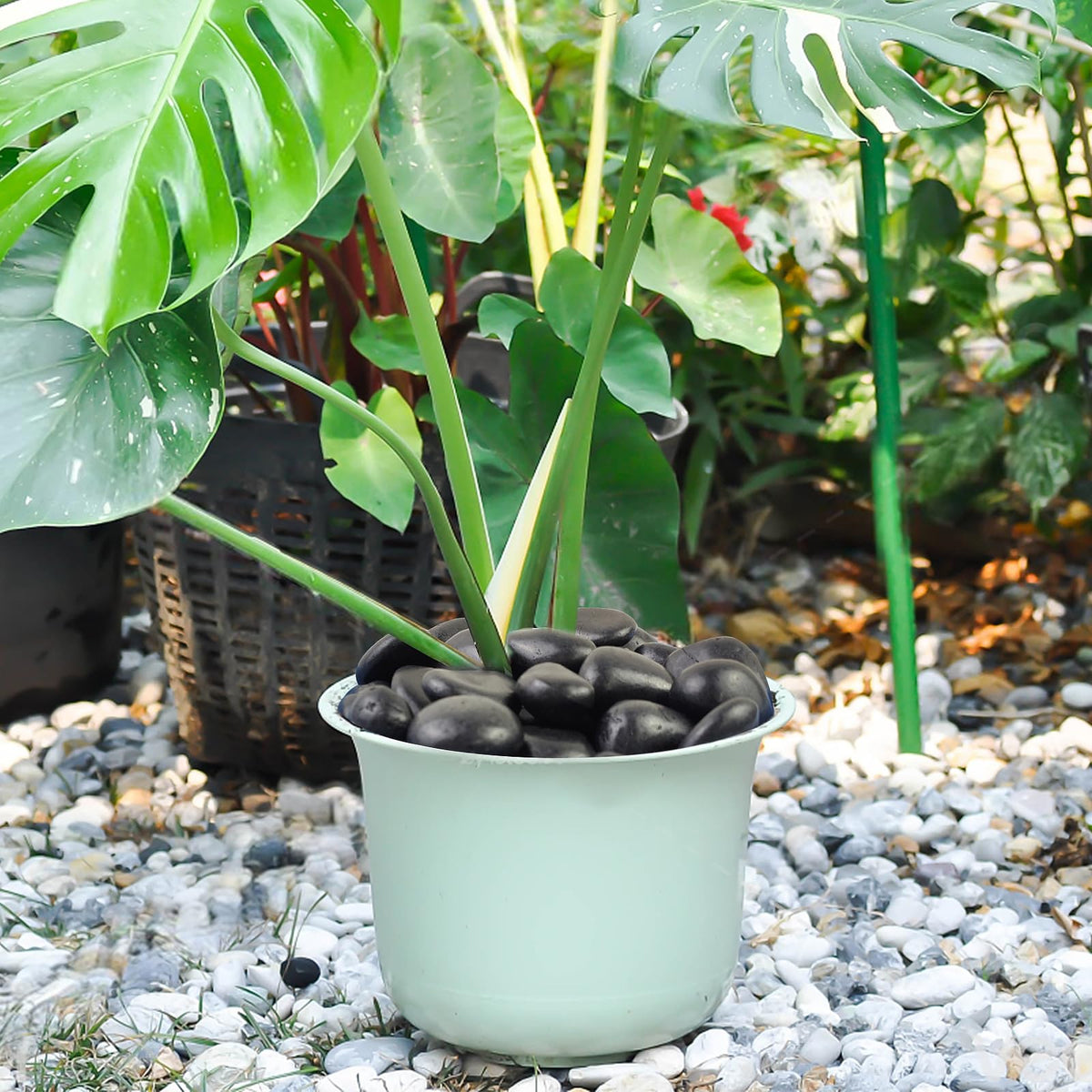 5 lbs Black Pebbles for Indoor Plants