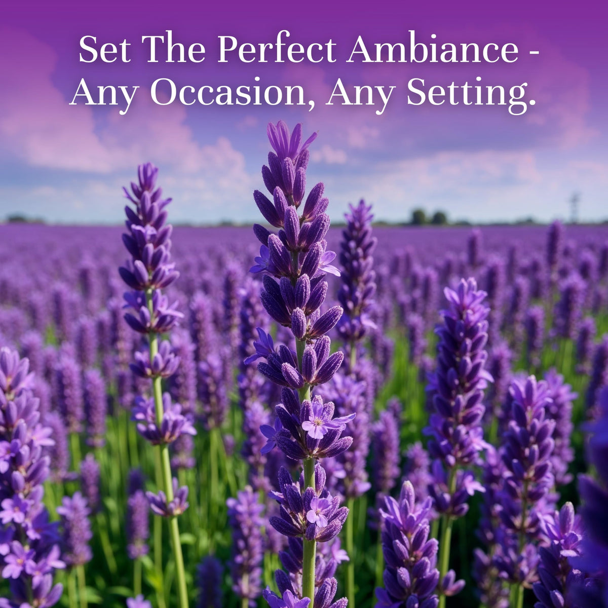 Fragrance Oil (3.38 Fl Oz)
