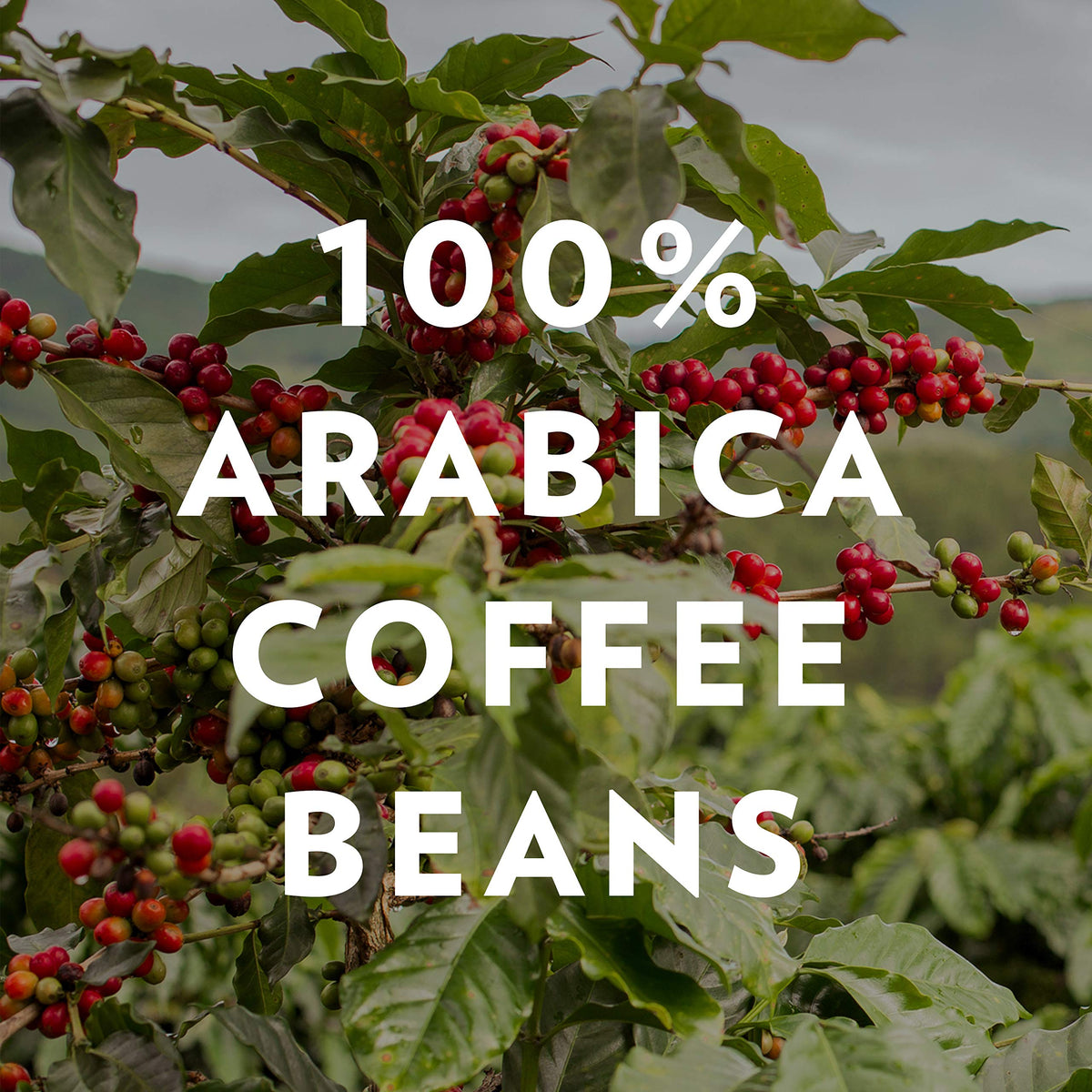 Signature Blend (64 Ounce)